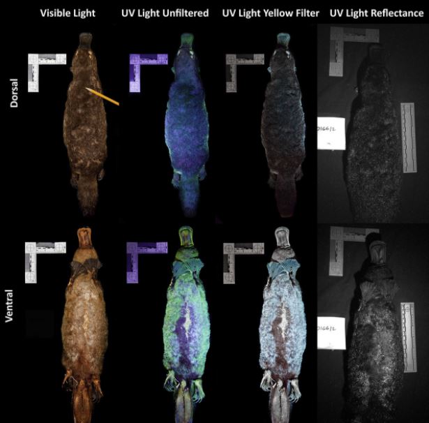 Científicos descubren que los ornitorrincos brillan en la oscuridad