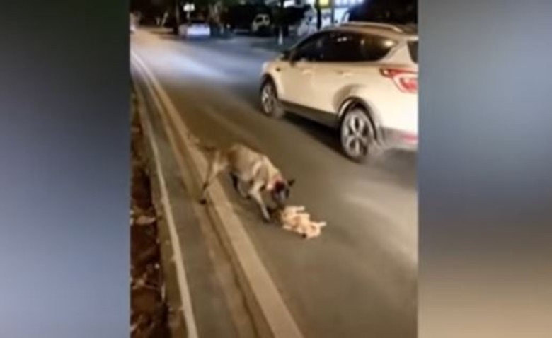 Captan triste momento en que un perro intenta revivir a un gatito atropellado