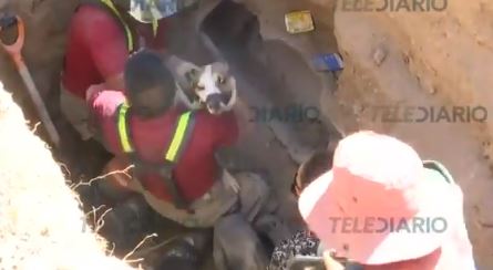 Bomberos rescatar a dos cachorros que se presume fueron tirados al drenaje