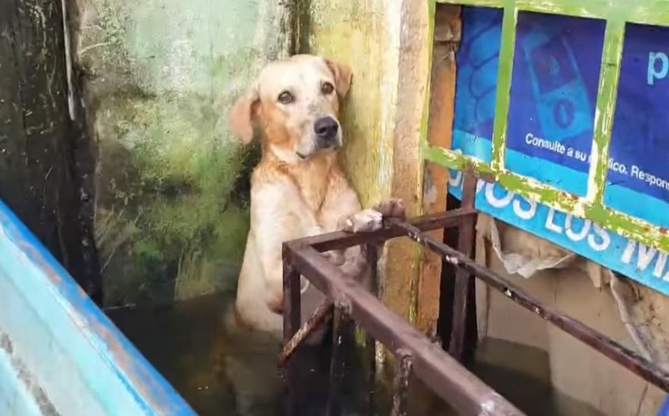 ¡Al borde del llanto! Rescatan a perrito de ahogarse en inundación (VIDEO)