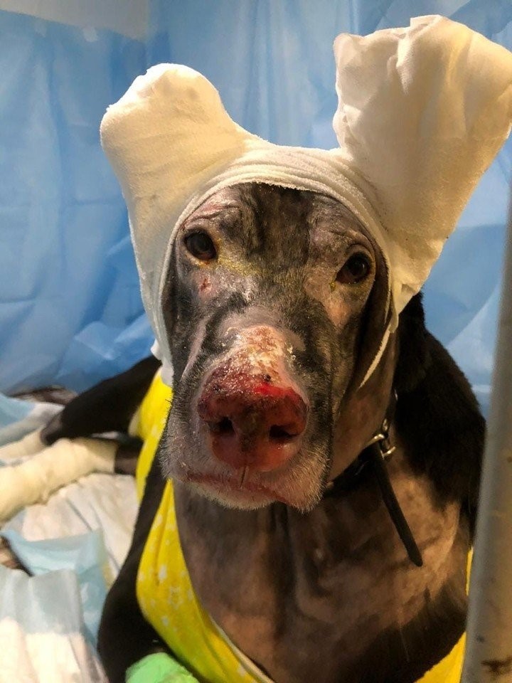 Perrita embarazada arriesga la vida por salvar a su dueña de incendio y ésta la abandonó