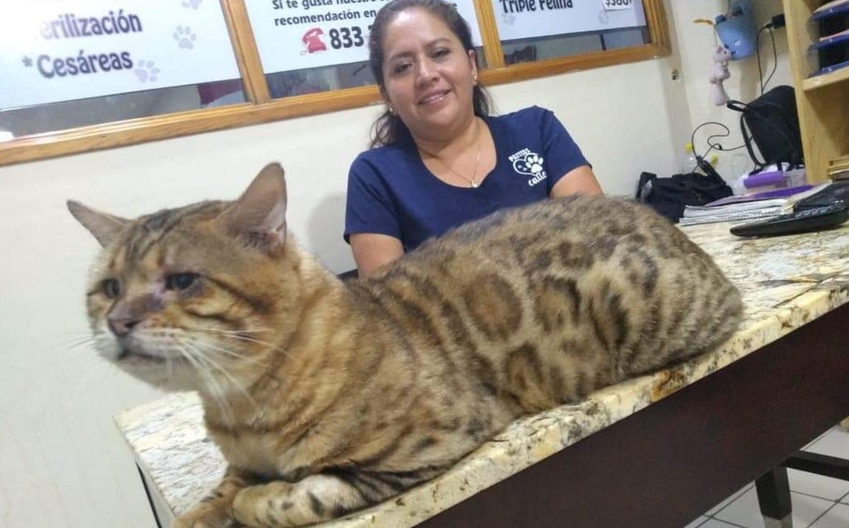 Confunden a gato gigante con un leopardo en un parque; es rescatado 