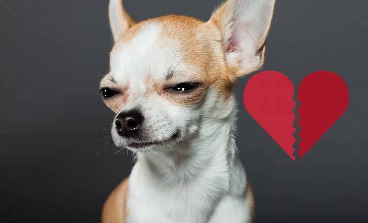 Estudio revela que los perros son incapaces de sentir amor por sus dueños