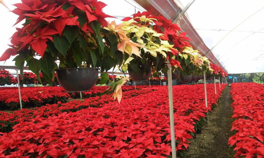 Vivimos engañados, la flor de Nochebuena en realidad es un arbusto
