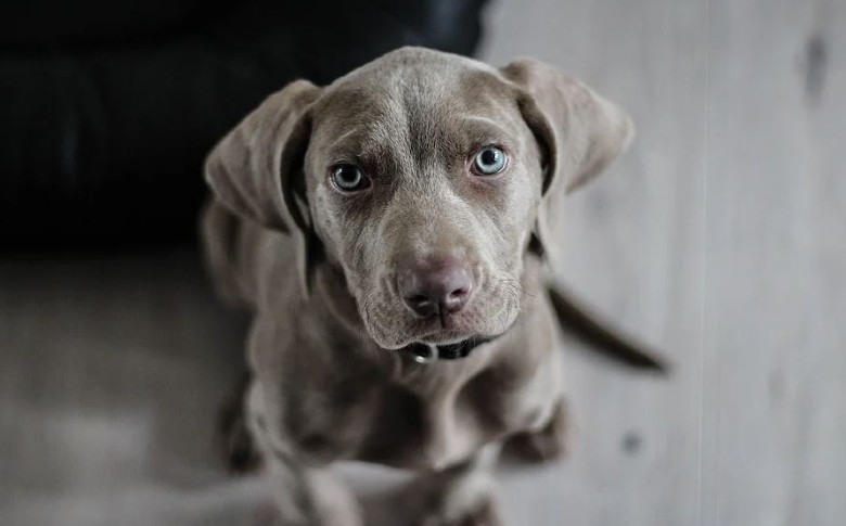 ¡Confirmado! Los perros detectan la maldad de la gente, revela estudio