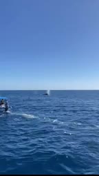 Reportan avistamiento de ballenas en Cabo San Lucas