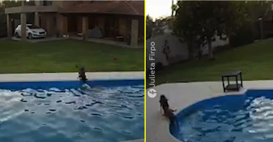 ¡Un pequeño héroe! Lomita salva a perrita ciega que cayó a una alberca (VIDEO)