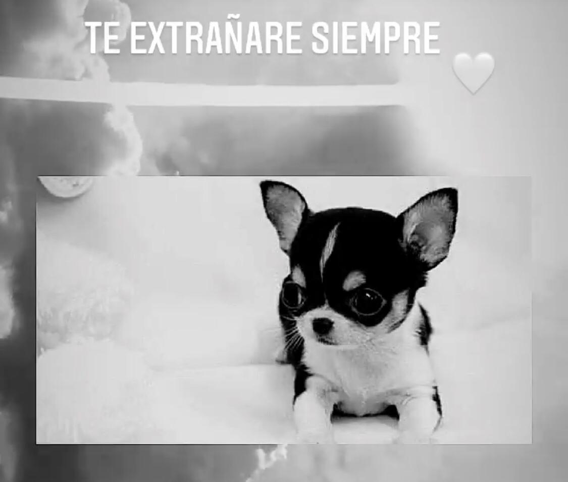 No puedo expresar el dolor que siento: Sufre Belinda la muerte de Gizmo, su perrito