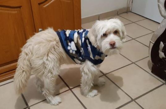 ¿Cómo cuidar a tu perro ante las bajas temperaturas?