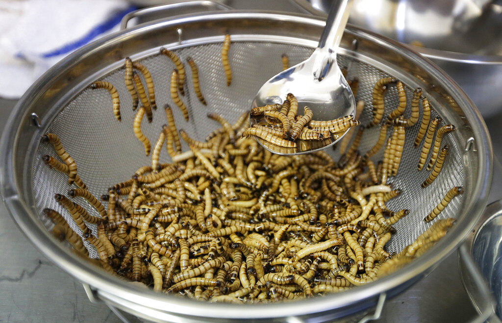 Científicos aseguran que es seguro comer gusanos 