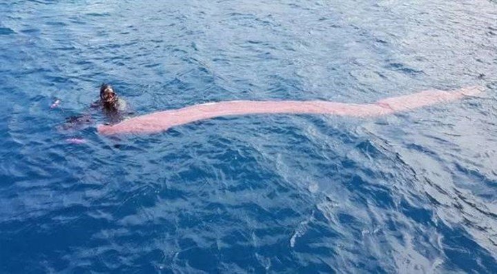 GIGANTESCA CRIATURA SUBMARINA sorprende a buzos en la costa de Nueva Zelanda