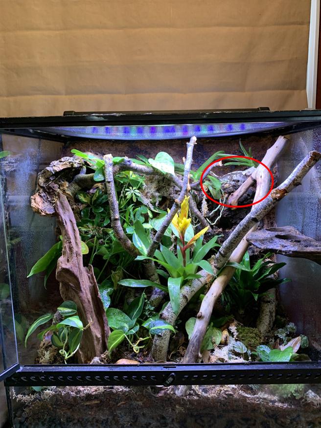 Reto visual: ¿Puedes encontrar al lagarto camuflado entre las ramas?