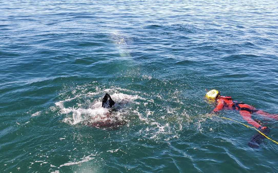 Liberan a ballena jorobada tras quedar atrapada en una malla en Ensenada