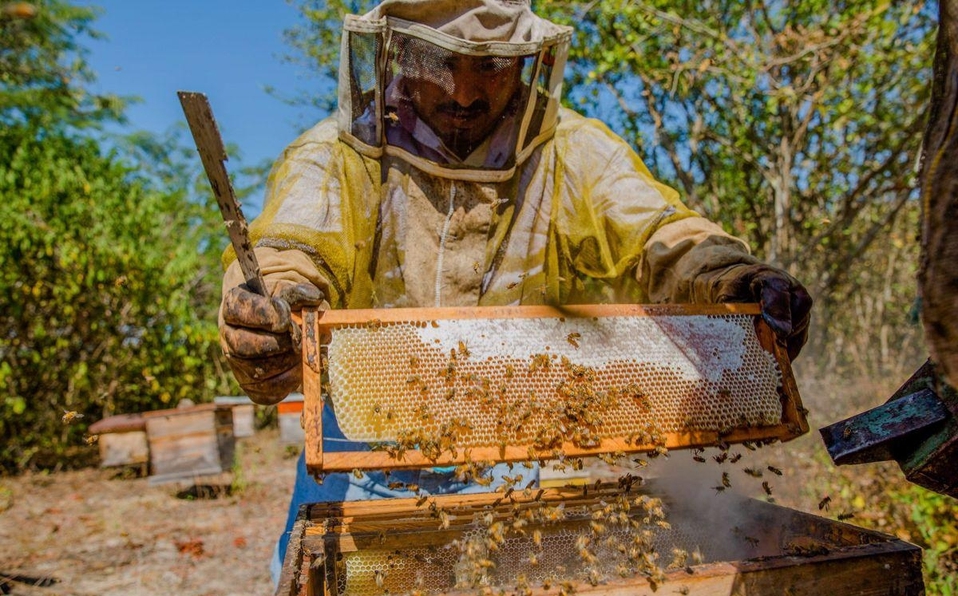 Para reducir impacto de africanización en apiculturoes Sedar los capacita&nbsp;