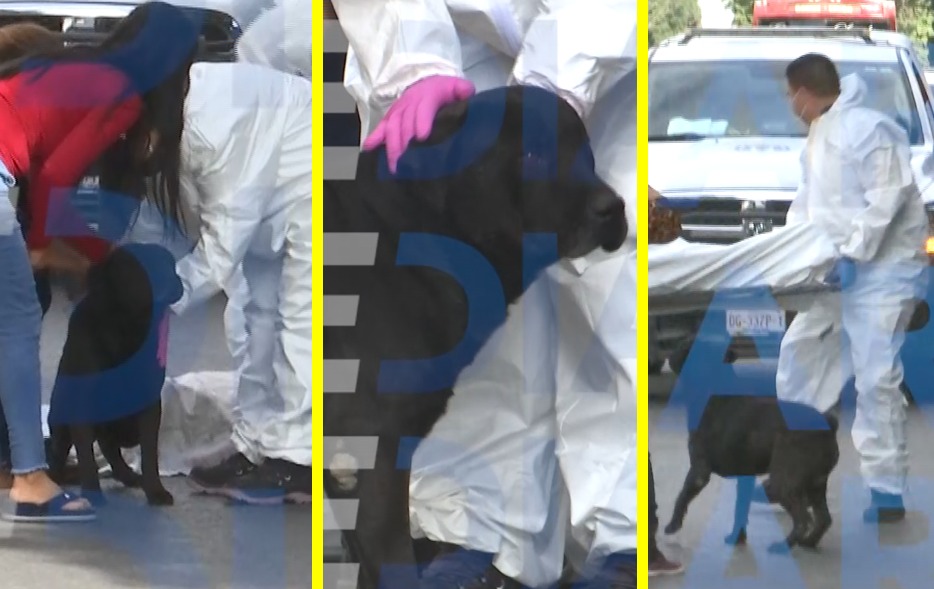 Perrito le llora a su dueño muerto y no deja que se lo lleven; captan conmovedor video