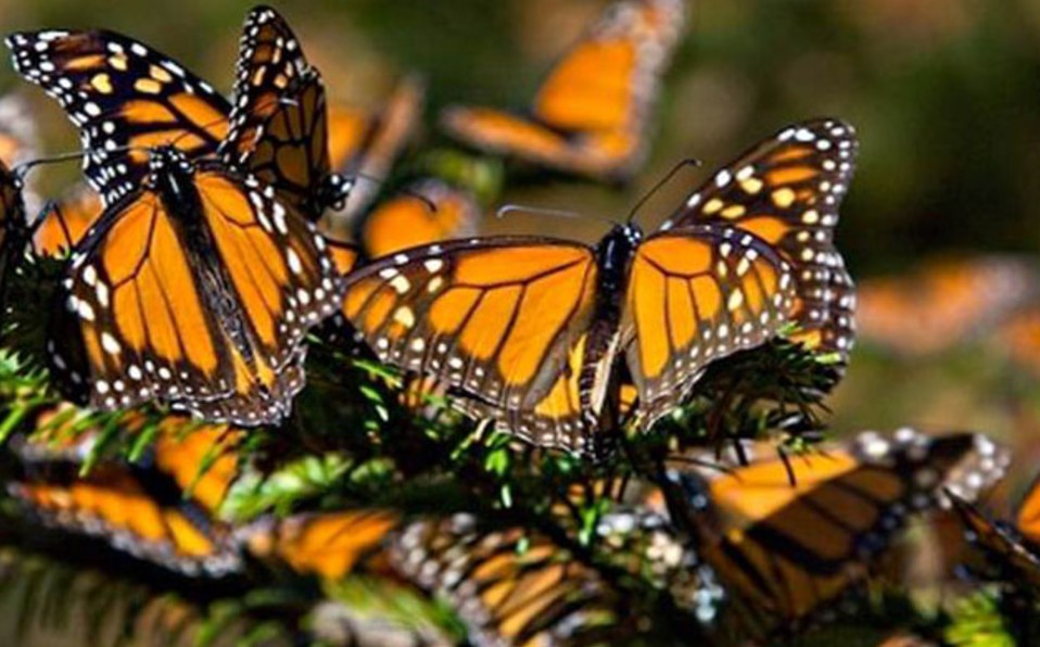 Cierran santuario de Mariposa Monarca en Michoacán por COVID-19