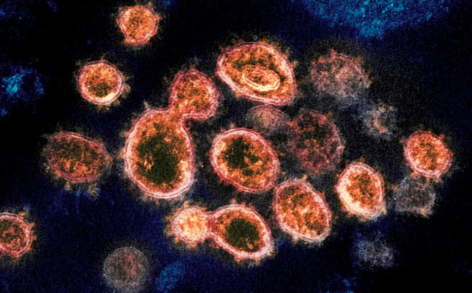Científicos aseguran que próxima pandemia podría ser por hongo potencialmente mortal