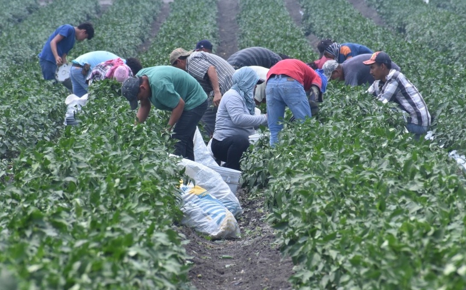 Propone legisladora promover producción de alimentos sanos y económicos en Durango