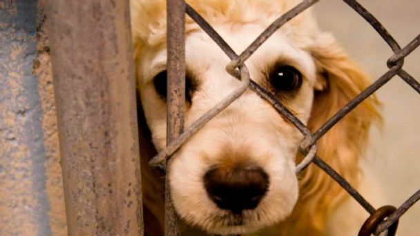 Animales ya no serán considerados como cosas en Nuevo León