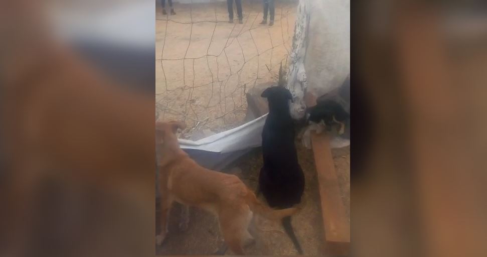 Rescatista animal denuncia malos tratos por parte del Juzgado Cívico, tras ser denunciada por sus vecinos