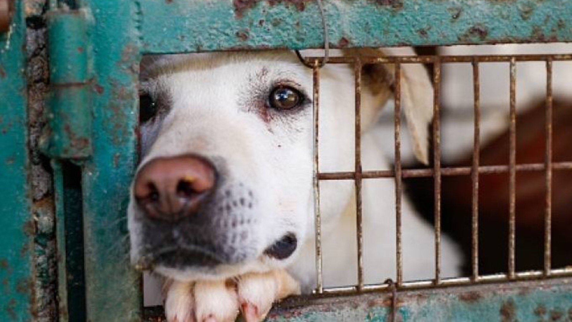 Por crueldad animal, multan a dueño de perros con más de 14 mil pesos