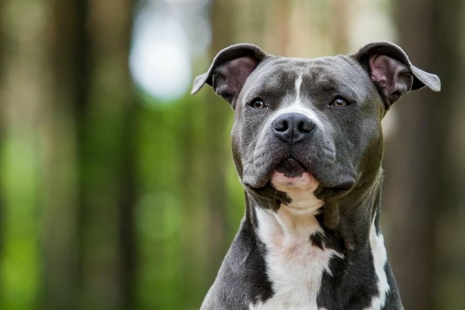 Hombre asesina con machete a perrito pitbull que atacó a su chihuahua