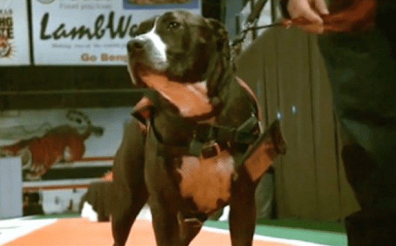 Perro de servicio recoge diploma universitario de su dueño fallecido