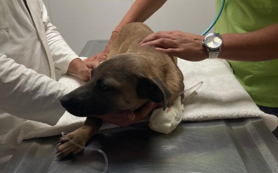 Pareja mutila patitas a una perrita; piden que sean encarcelados