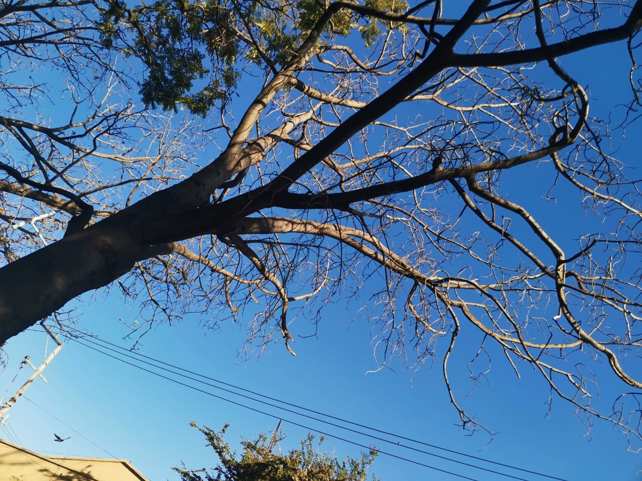 Taxistas denuncian árbol que podría resultar un peligro para ellos