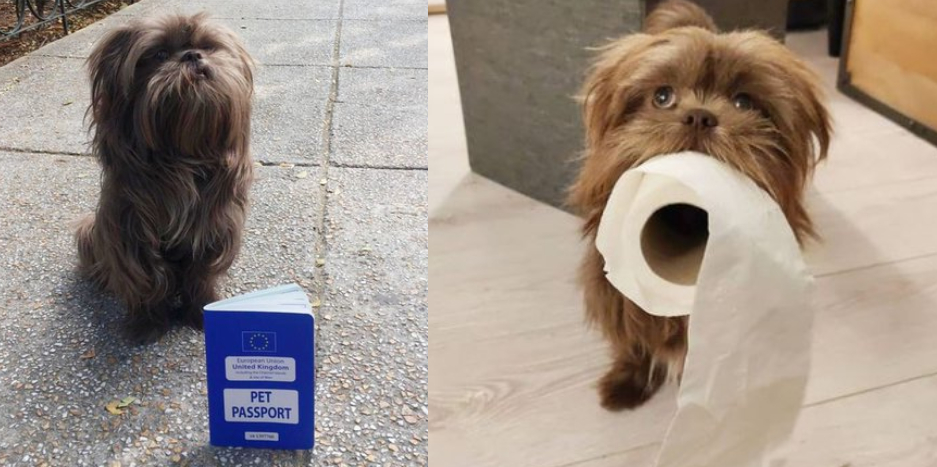 CHEWY: El perrito británico que perdió su pasaporte en México