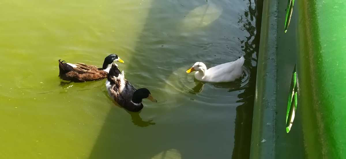 Con sobrepoblación lago de Parque Ecológico de la Feria de León