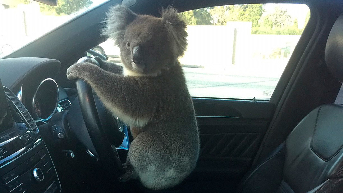 Captan a koala montado al volante tras ocasionar un choque múltiple en autopista
