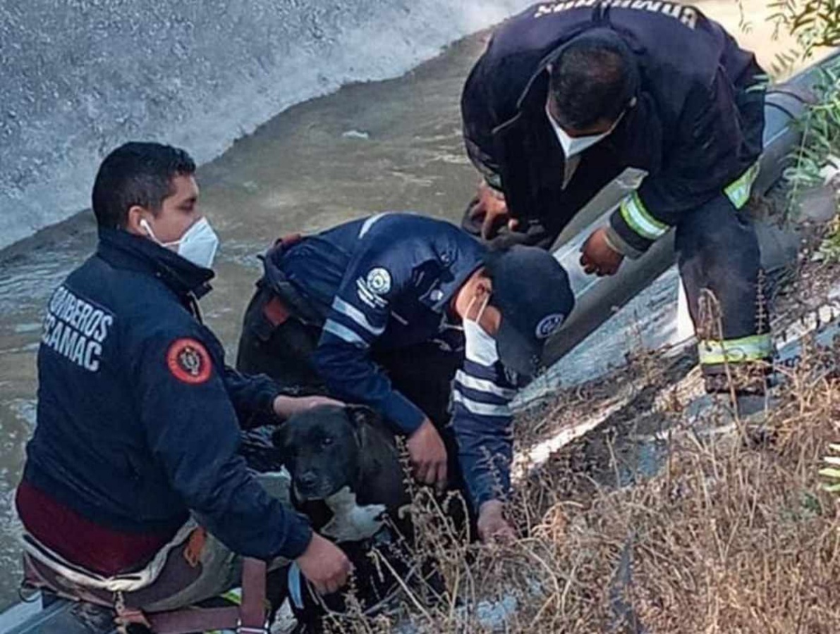 Perrito rescatado en una barranca en Edomex podría integrarse a la policía canina