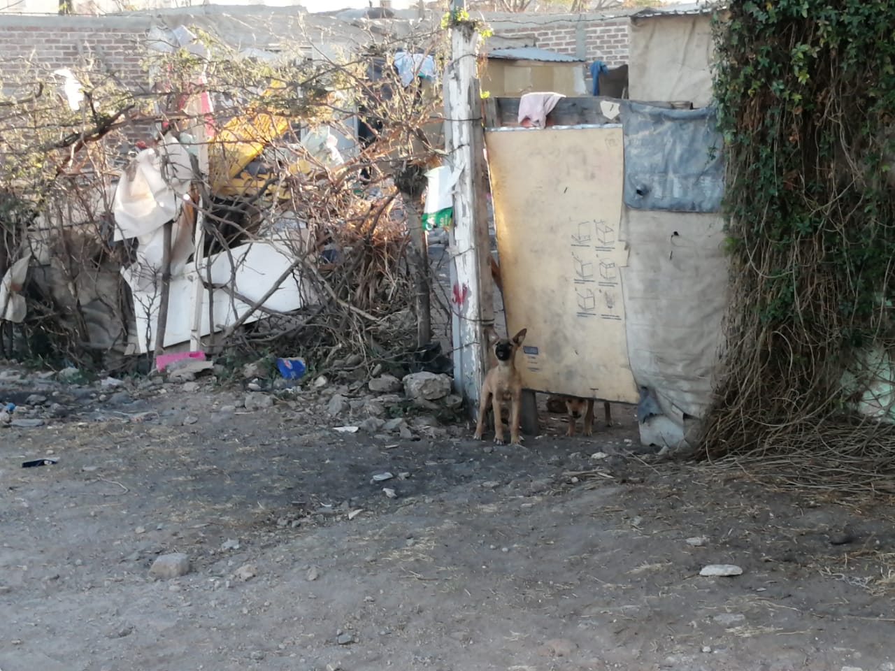 Denuncian tortura animal en León: Atan a perrito para dejarlo morir