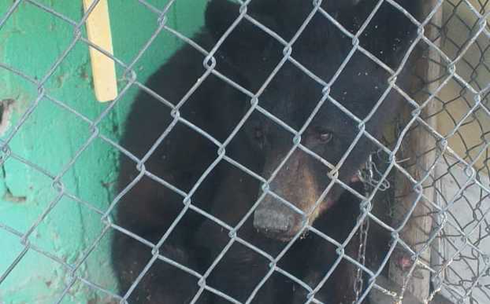 Rescatan a oso negro en ejido de La Laguna