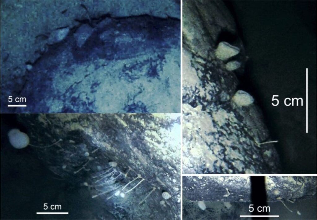 ¿Qué hay bajo el hielo de la Antártida?: Científicos descubren extrañas criaturas