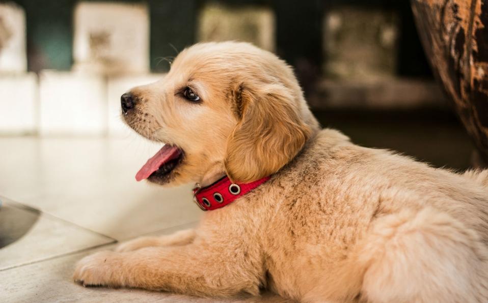 Mujer asfixia a su perrita porque a su novio no le gustaba; le dan 9 meses de prisión