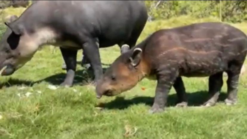 ¡Enamórate del tapir bebé! Es poblano y nació en Africam Safari