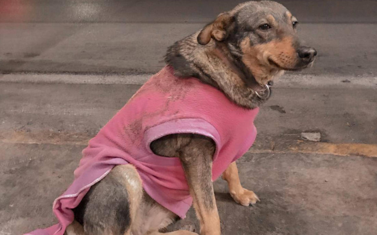 Taquería recluta a perrita como su ‘trabajadora’