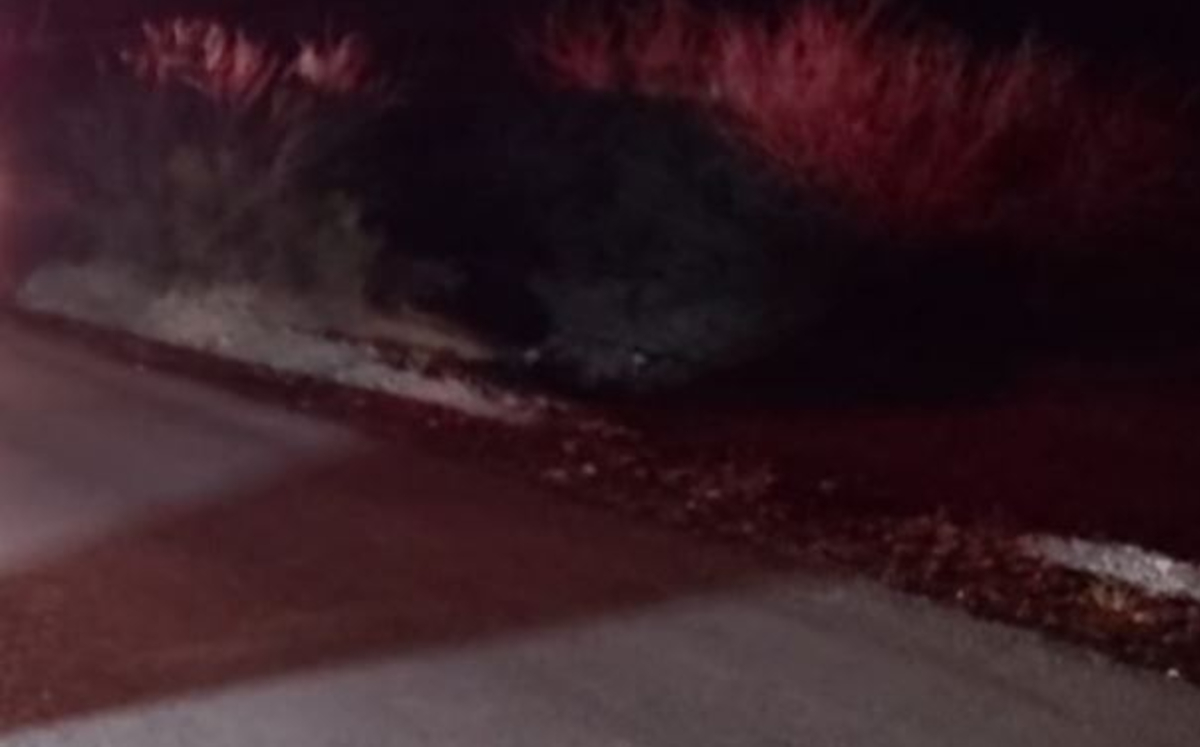 Encuentran cadáver de hombre con herida de bala en Lerdo; había abusado de su madre