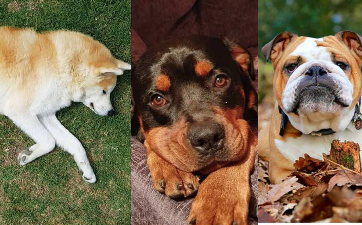 Las seis razas de perros más leales según los veterinarios