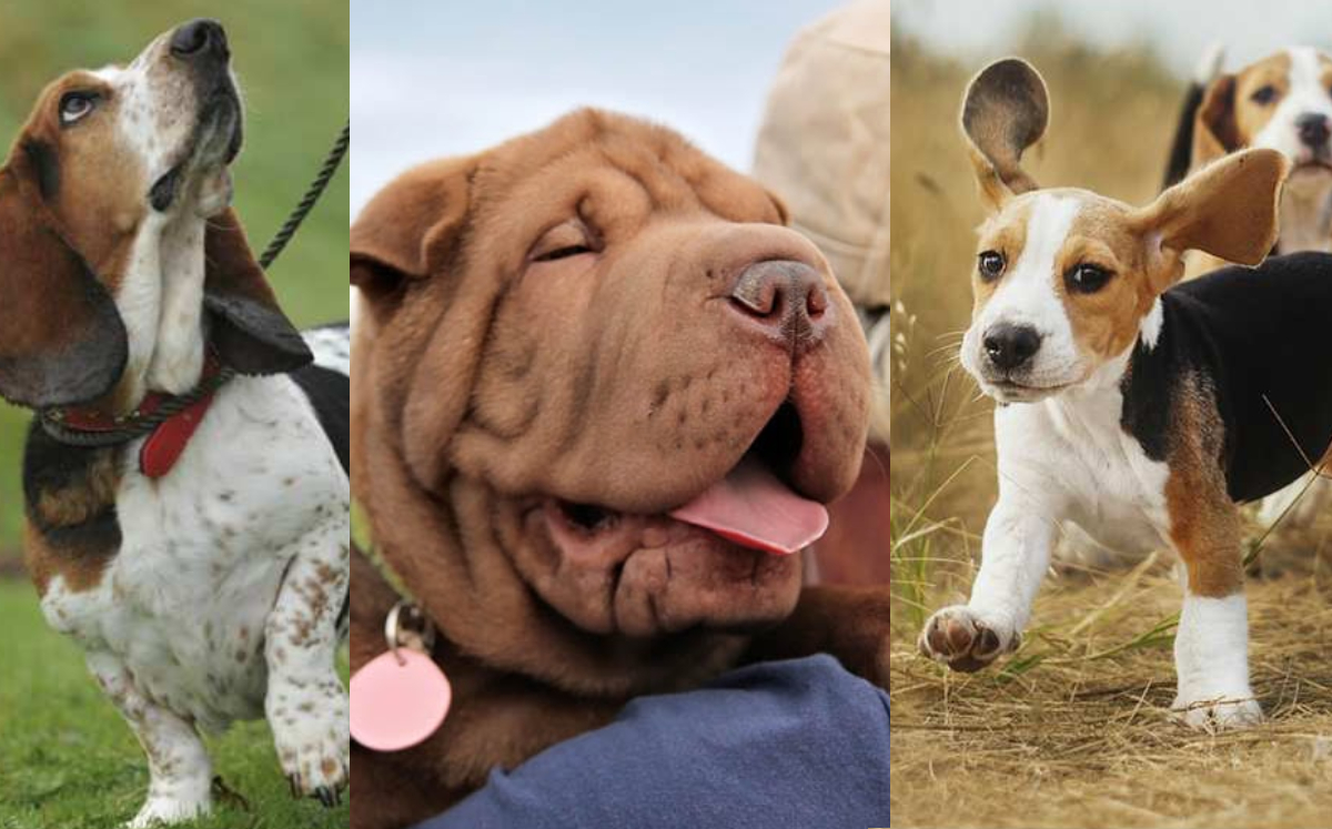 Las seis razas de perros más leales según los veterinarios