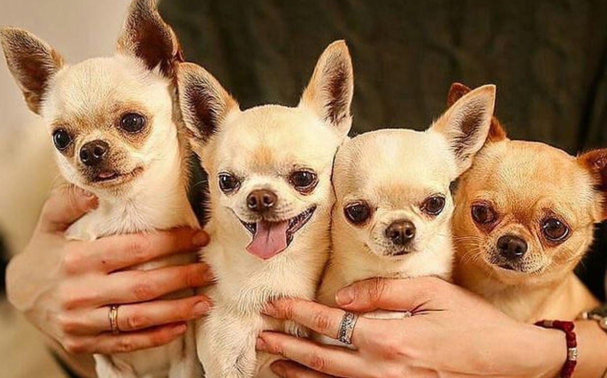 ¿Verdad o mito que perros 'chihuahua' pueden curar el asma?