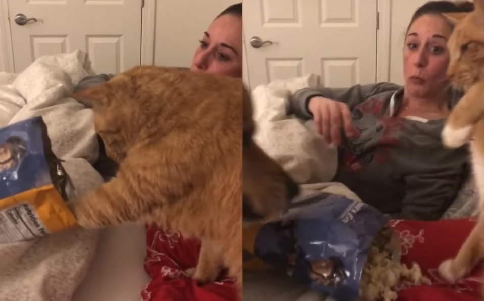  Perro 'ataca' a un gatito para evitar que agarre palomitas; video se hace viral