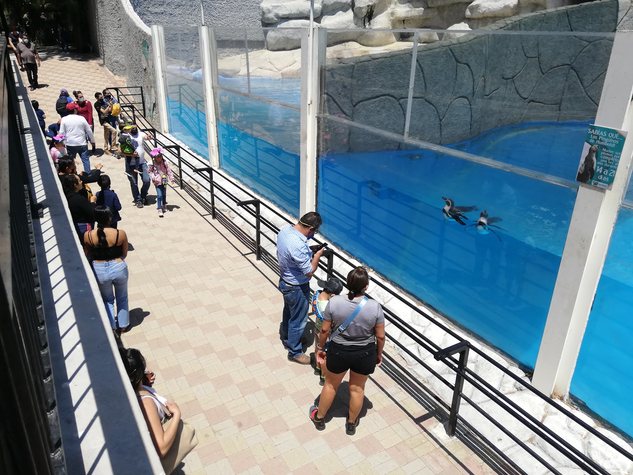 Llegan 8 mil personas al zoo León durante primeros días de descanso