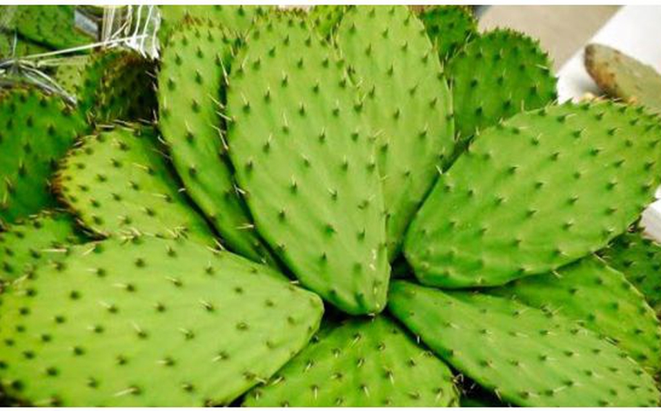 ¡Conoce lo que el nopal puede hacer por tu salud! Te contamos los beneficios