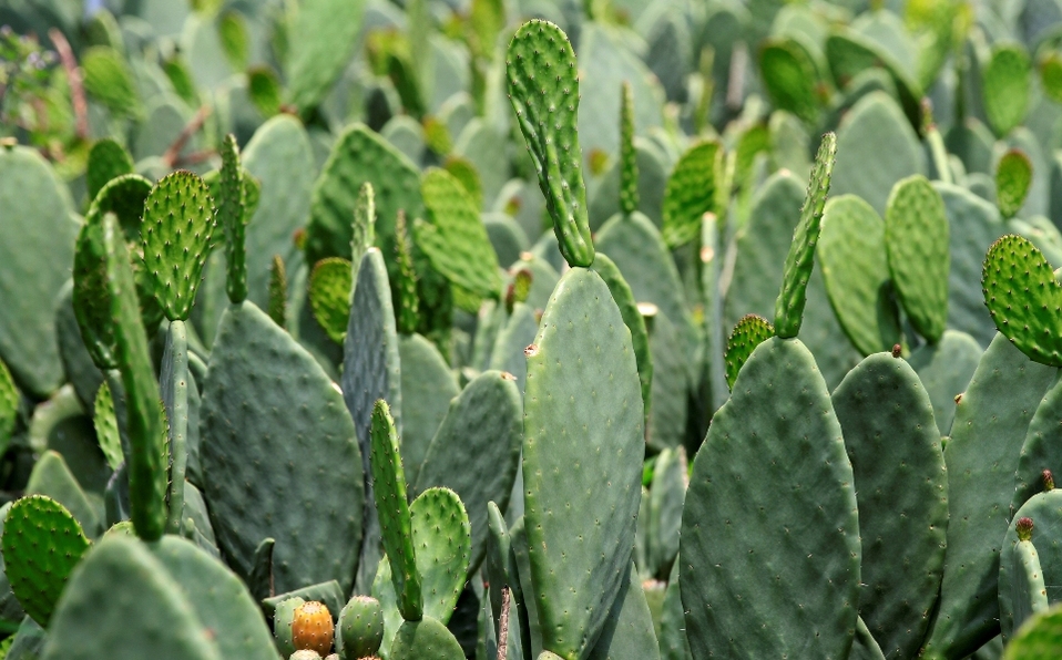 ¡Conoce lo que el nopal puede hacer por tu salud! Te contamos los beneficios