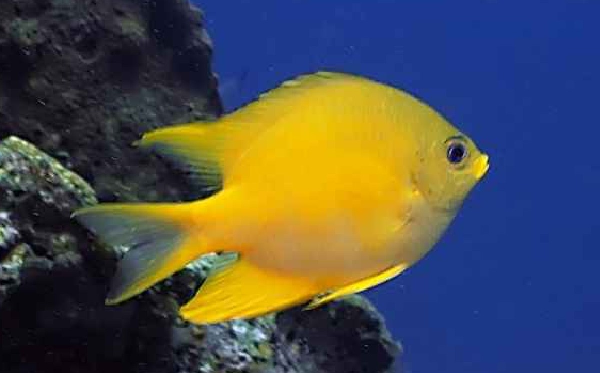 Descubren especie de pez capaz de domesticar a otra los humanos ya no