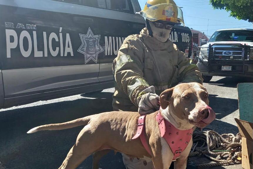 Rescatan a perrito de alcantarilla en Tonalá
