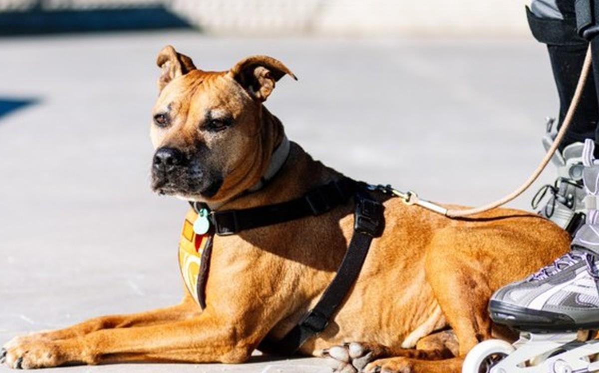 Pequeña de 5 años es atacada en el rostro por un perro; detienen al dueño